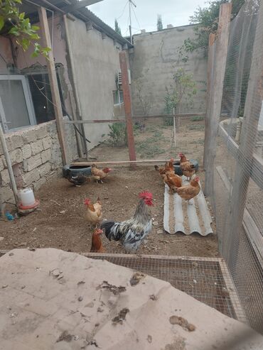 İtlər: Toyuq, Adler, Damazlıq, Ünvandan götürmə