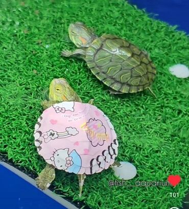 черепахи: Черепашки! Аквариумные черепахи
