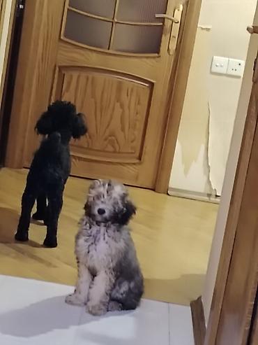 it sekili: Pudel, 4 ay, Erkək, Ünvandan götürmə — 4