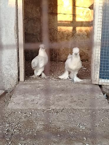 kend cuceleri: Toyuq, Damazlıq, Ünvandan götürmə — 3