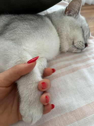 pişik cut: Şinşilla, Erkək, Ünvandan götürmə, Ödənişli çatdırılma