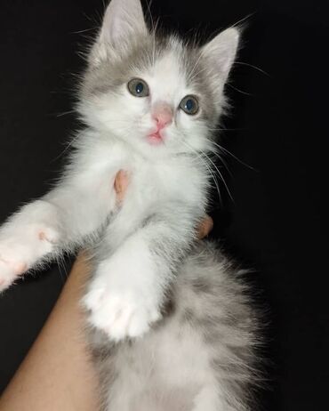 котенко: Отдам в добрые руки котенка! Девочка 1,5 месяца, чистая здоровая