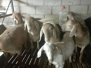 сколько я в баранах: Продаю | Баран (самец) — 5