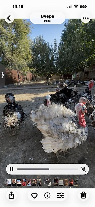 плодные матки: Продаю | Индюк (самец) | Северокавказская | На забой, Для разведения — 1