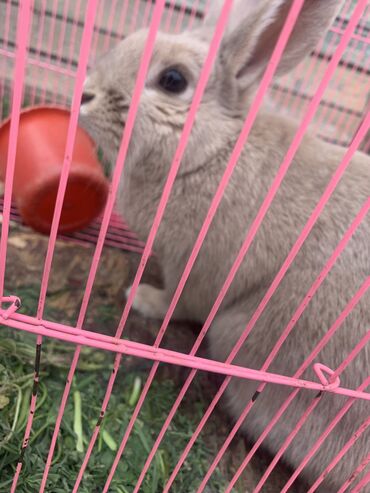 каракол животные: Кролик продаю