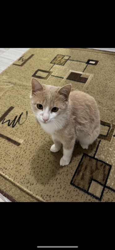 сиамский кот: Кот 1 год
Привит / кастрирован
Полностью здоров
Отдам в хорошие руки