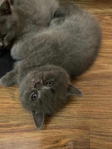 Pişiklər: Britan — 4