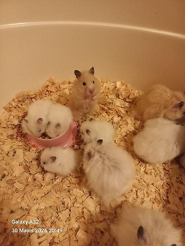 sabuncu toyuq bazari: Hamster satılır ünvan merdekan şüvəlan vatsap nomresi 0515913288 — 4