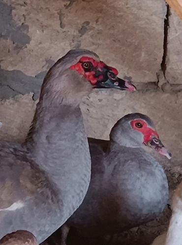 akvarium satisi: Dişi, | Lal ördək, Damazlıq — 9