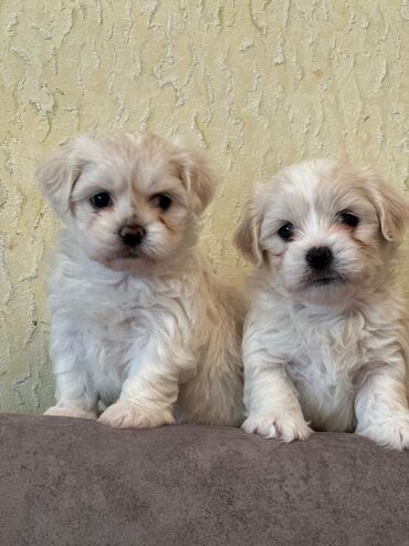 İtlər: Maltipu (Maltese x Pudel) balaları - Cins: Maltipu – hipoallergen — 1