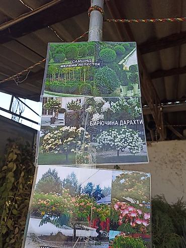 Виноград: Саженцы оптом и в розницу г.Бишкек доставка по городу Все виды — 10