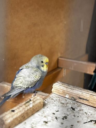 Животные: Волнистые попугаи (budgerigar) различных окрасов. Описание: - — 2