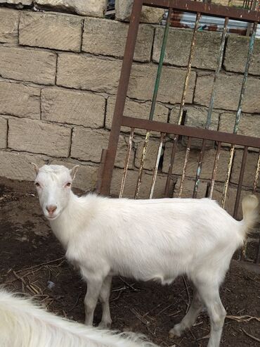 Keçi, çəpiş: Keçilər dəsti satılır – ümumi 6 baş • 1 baş hələpnən × sanen dönməsi — 10