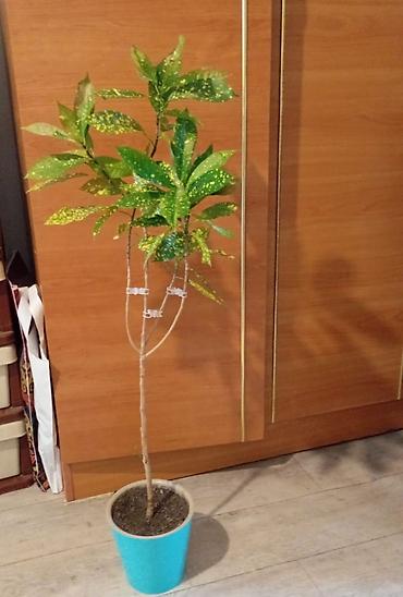 Кодиеум (кротон) комнатный, пестролистный сорт с золотистыми крапинами — 1