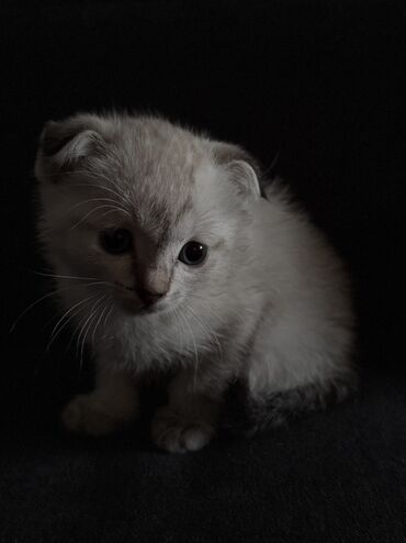 животные котята: Вислоухие котята, мама вислоухая, папа британец, котятам 1,5 месяца