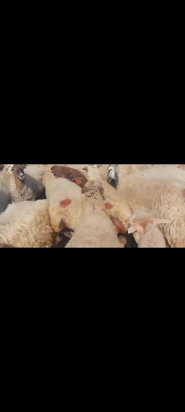Qoyunlar, qoçlar: Satlır — 12
