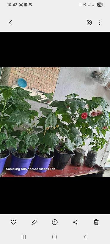 Другие комнатные растения: Абутилон (комнатный клен) — декоративное растение с крупными — 5