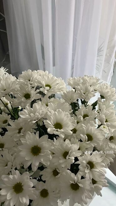 дом в аренду долгосрочно: Срочно семья без вредных привычек снимет дом или времянку на