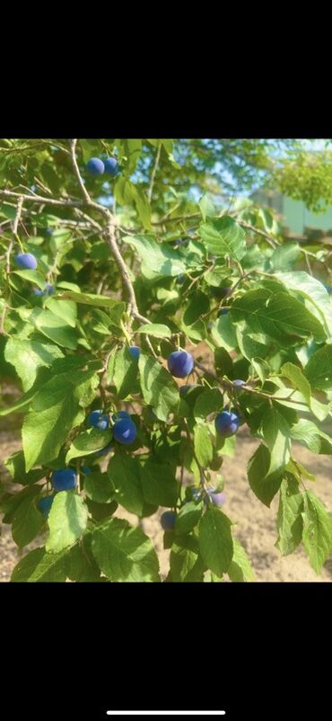 Günlük kirayə evlər: 300 kv. m, 8 otaq, Qaz — 25