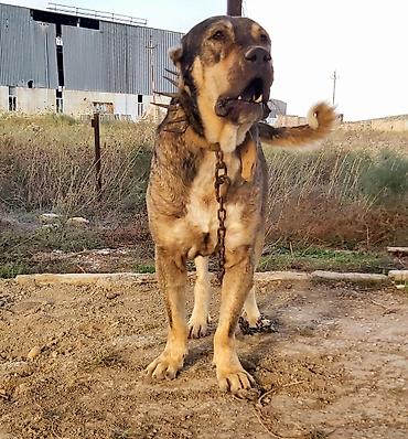 Çomarin balasi Borza
110.klo ceki yigir
kime maraqlidi elaqe saxlasin lalafo.az -da Çomarin balasi Borza
110.klo ceki yigir
kime maraqlidi elaqe saxlasin