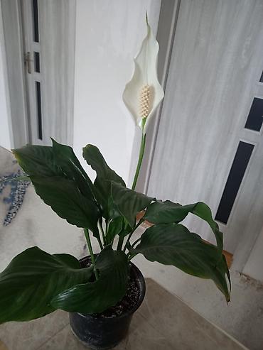 Digər bitkilər: Spathiphyllum (Sülh zanbağı) – otaq bitkisi - Növdə ağ “bayraq” çiçək — 1
