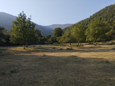 Çöl bitkiləri: Yaşıl otla örtülmüş, yamacın ətəyində yerləşən geniş açıq sahə. Ərazi — 10