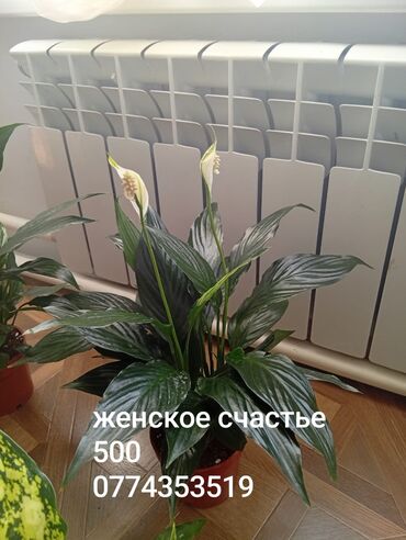 палас купить: Комнатные растения в горшках: - Спатифиллум (женское счастье) —