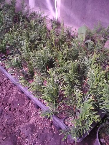 Декоративные деревья: Саженцы деревьев: Туи, Самовывоз — 6