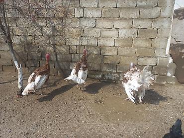 K/t heyvanları və malları: Hinduşka sürüsü – qəhvəyi-ağ ləkəli rəngdə, iri bədən quruluşlu — 1