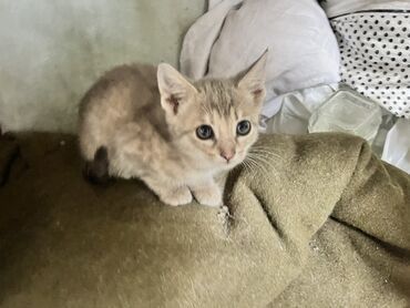 Отдам даром кошку: Кошка даром: Беспородная, 2 месяца, Девочка, Приучена к лотку, Проглистована
