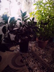 навесные шкафчики: Другие комнатные растения