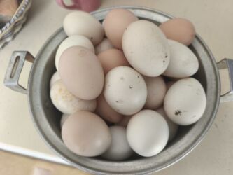 dana qiyməti xacmaz: Kend yumurtasi 0.35 qepiy unvan buzova catdirlma koroglu