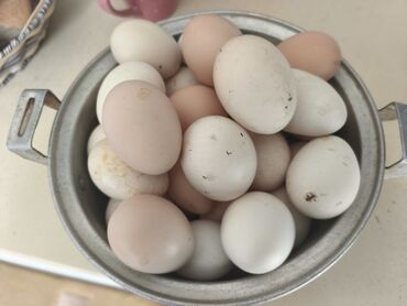 kere yagi qiymetleri: Təbii təsərrüfat yumurtaları - Metal qapaqlı qazanda yığılmış