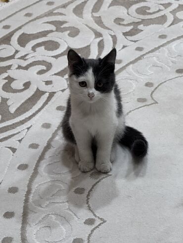 жук знахарь: Отдам в добрые руки!!!! Котята два месяца! Мама полубританка! Приучены