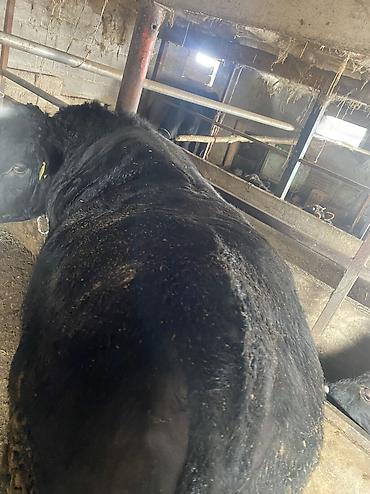 Коровы, быки: Продаю | Бык (самец) | Герефорд, Алатауская, Абердин-ангус | На откорм, На забой — 9