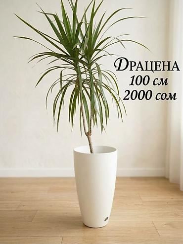 Комнатные растения: Драцена в горшке Варианты: - Высота 90 см — 700 сом - Высота 90 см — — 2