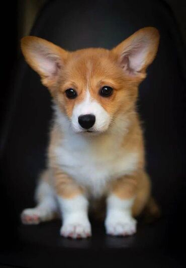 İtlər: Korgi, 2 ay, Erkek, Sənədli, Pulsuz çatdırılma — 22