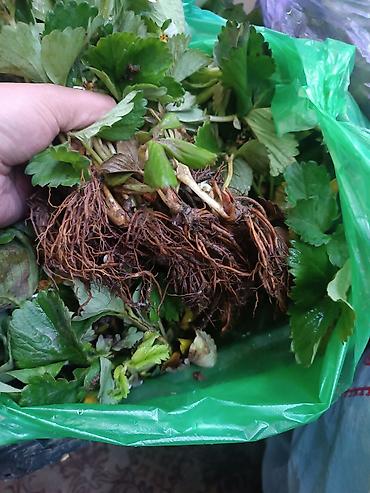 меренос козу: Продаю рассаду клубники Виктория долгогайшый урожайный вкусный сорт — 4