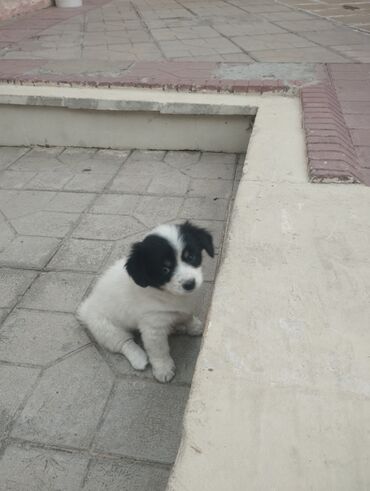 собака бу купить: 1 ay, Erkek, Peyvəndli, Ödənişli çatdırılma