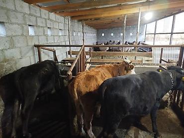 бычок продаю: Продаю | Бык (самец) | Полукровка | На откорм | Привязанные — 3