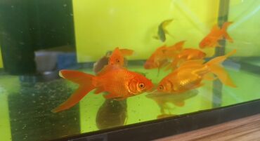 ev pişiy: Akvarium üçün qızıl balıqlar - Növ: Qızıl balıq (Carassius auratus) –