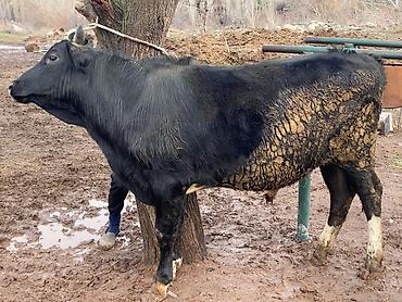 Коровы, быки: Продаю | Бык (самец) | На откорм — 3