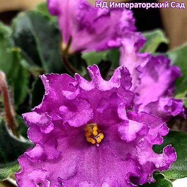 Фиалки и глоксинии: В продаже крупные детки и стартеры, взрослые сортовые фиалки, Отправка — 1