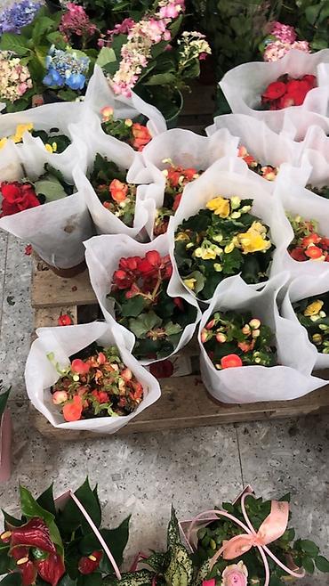 Подарочная упаковка: Подарочные композиции в коробке-сумке - Живые комнатные — 16