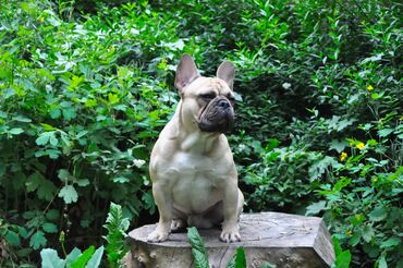 Вязка собак: Французский бульдог для вязки. Выставочный мальчик, привозной, даёт — 5