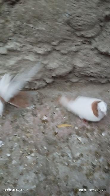 göyərçin satılır: Göyərçinlər satılır – müxtəlif rəng və növlər. - Ağ, qara-ağ, boz-ağ — 7