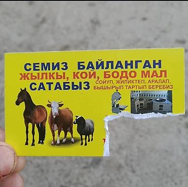 Балык уругу: Касапчы жылкы уй сойобуз бышырып тартып беребиз — 1