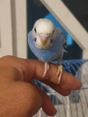 it balalari satisi: Məhəbbət quşları satılır cütü 25 manata lalafo.az -da it balalari satisi: Məhəbbət quşları satılır cütü 25 manata