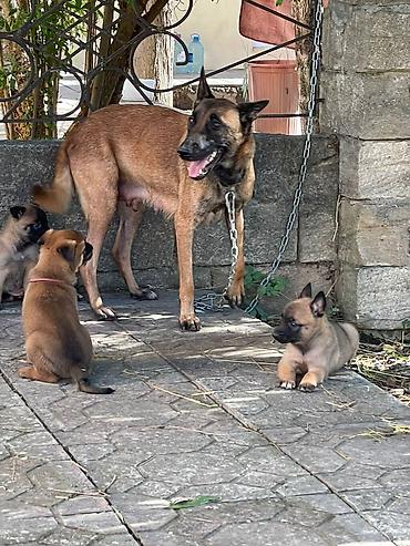 çöl iti: Belçika çoban iti, 2 ay, Dişi, Peyvəndli, Pulsuz çatdırılma — 5