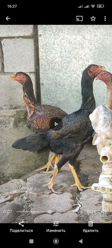курицу: Продаю куриц бойцовых пород из хороших кровей куры оптом за троих